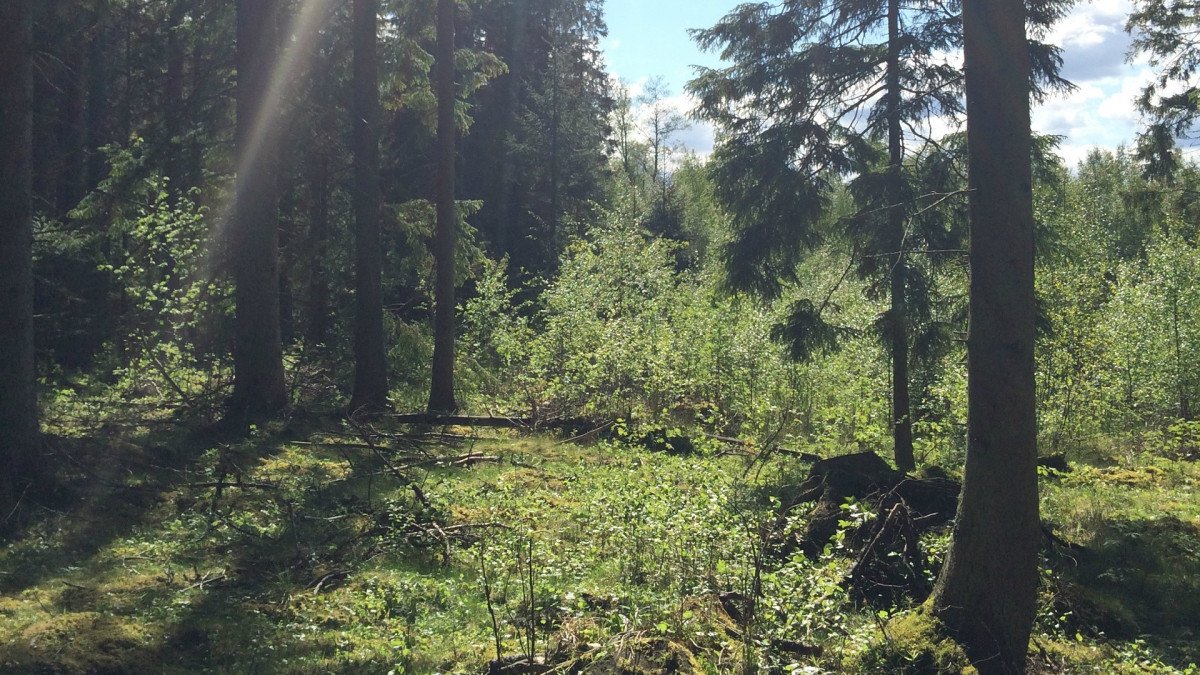 Hiking Southern Sweden Wandern