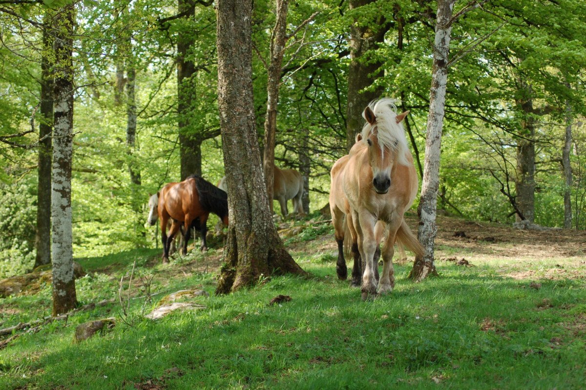 Horses
