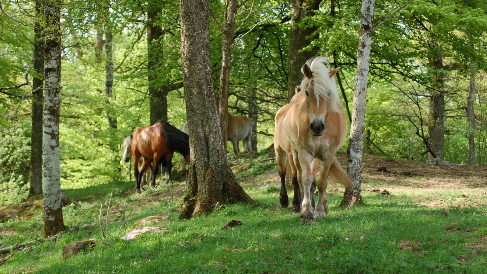 Horses