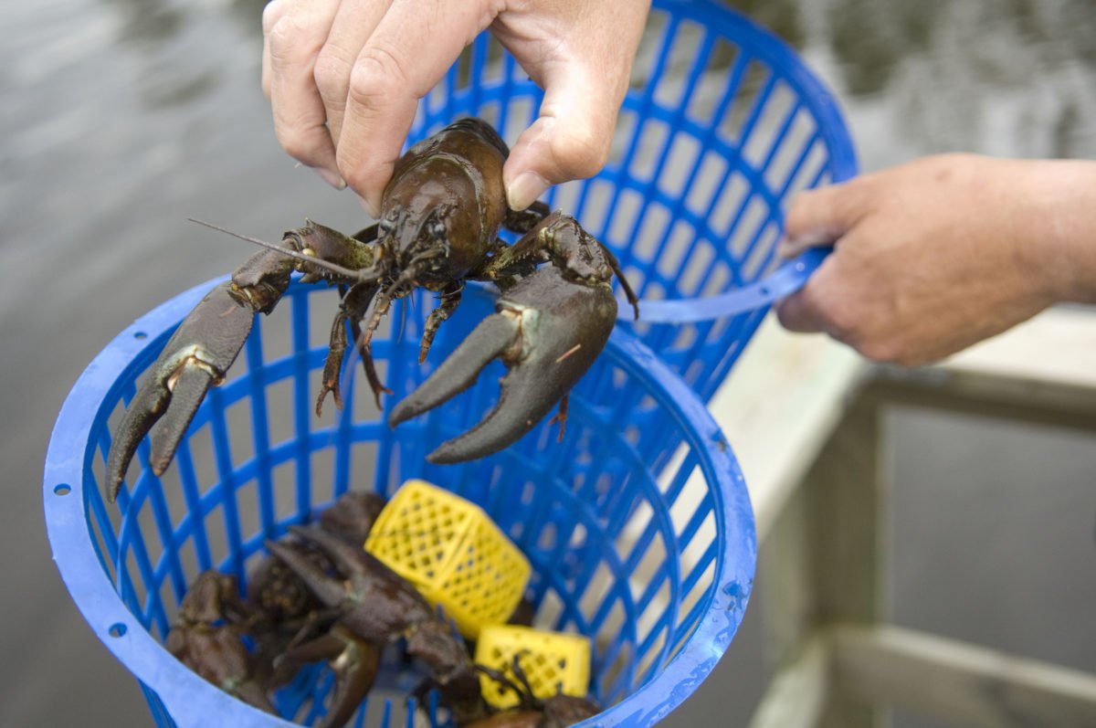 Join a crayfish party “Kräftskiva” in Sweden premiere