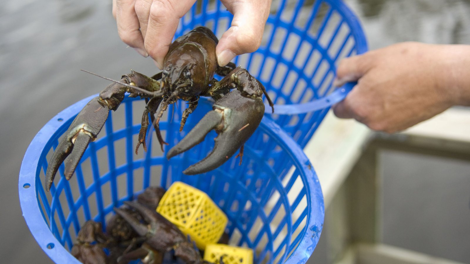 Join a crayfish party “Kräftskiva” in Sweden premiere