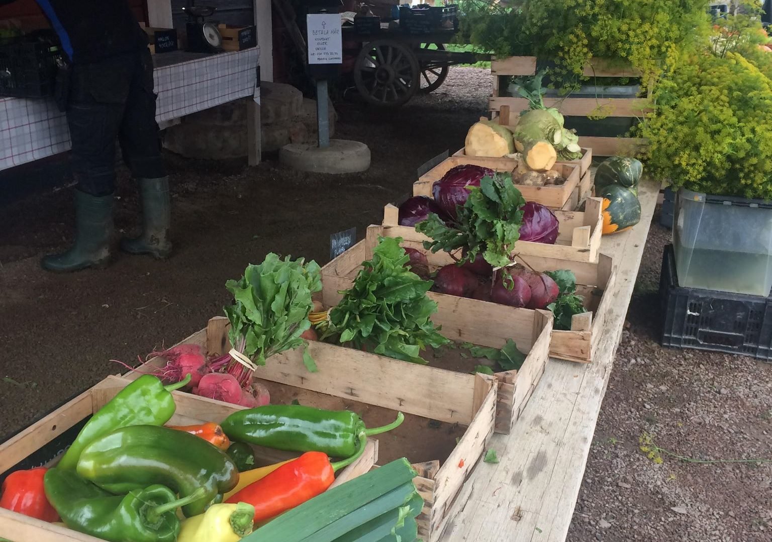Local delicacies specialties Lake Vättern