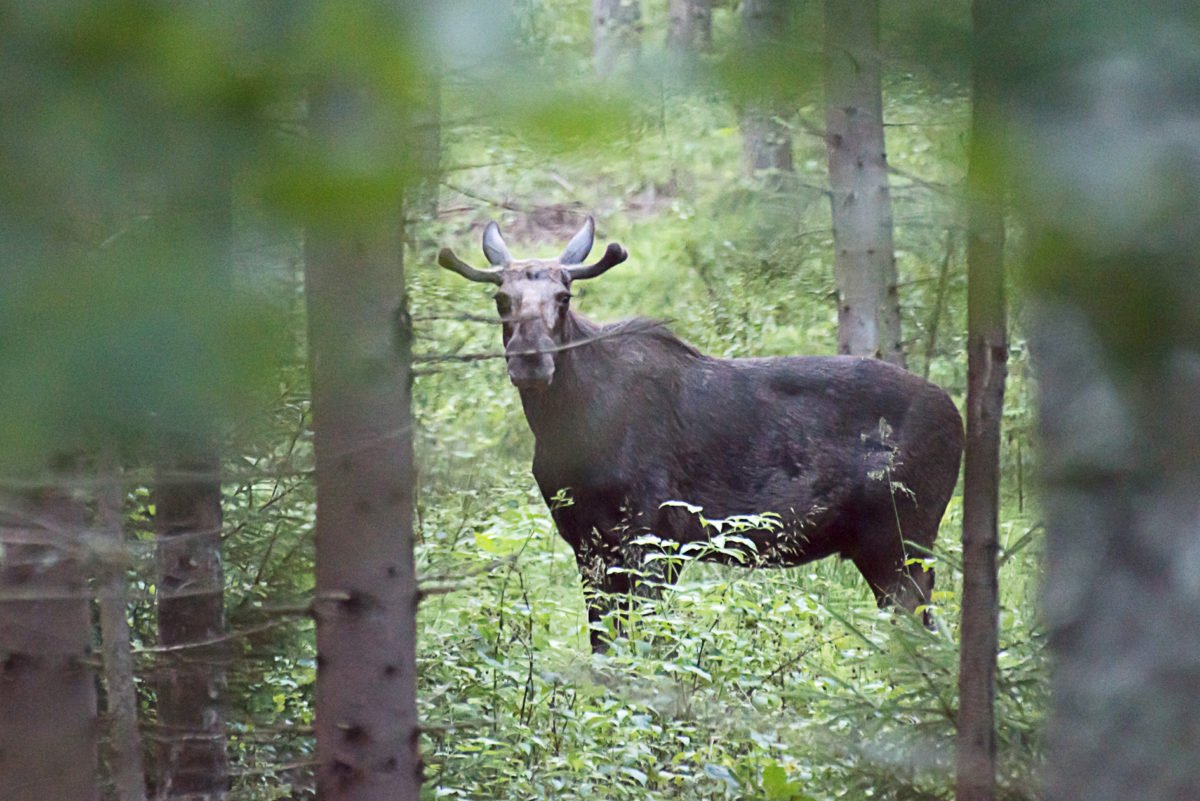 wild moose safari habo camping eco tourism