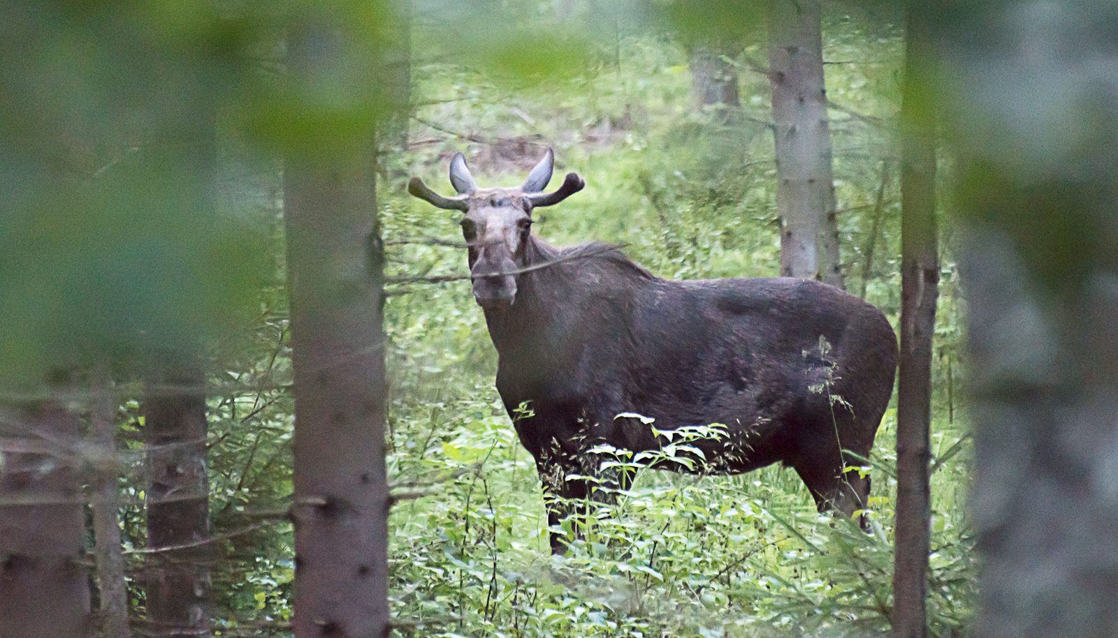 wild moose safari habo camping eco tourism
