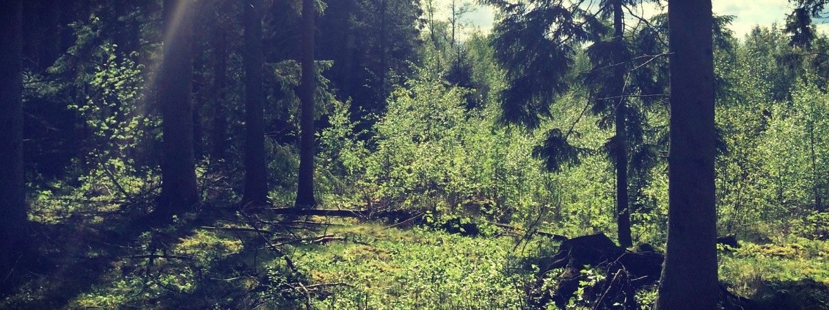 nature reserves europe forest