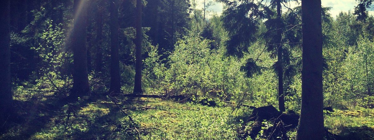 nature reserves europe forest