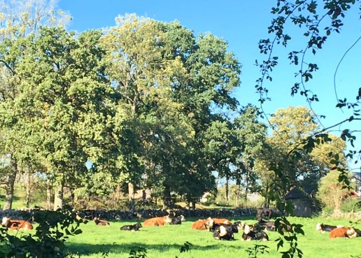 Countryside Halland