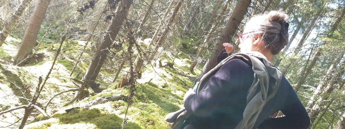 Bosque virgen en Suecia