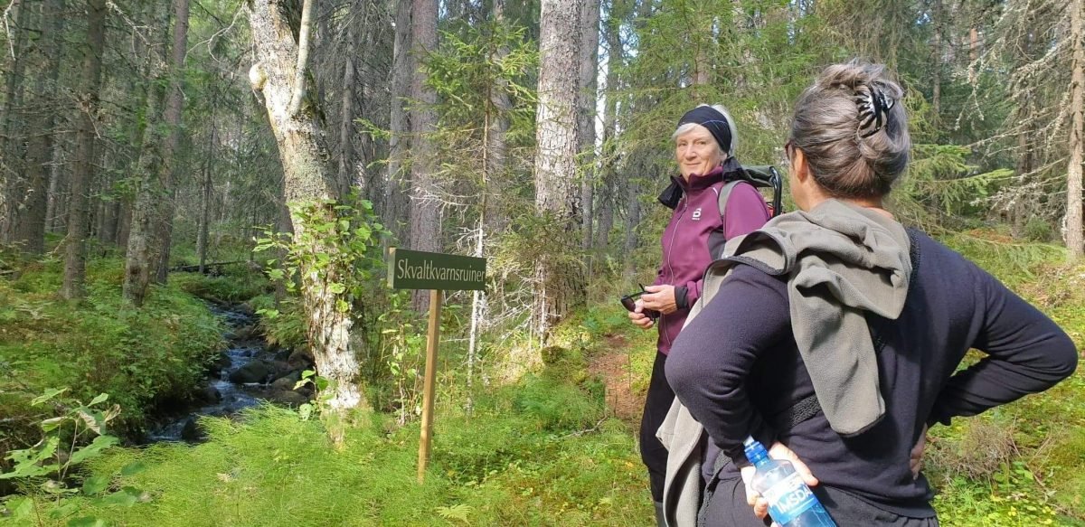 Hiking old-growth forest Dalarna