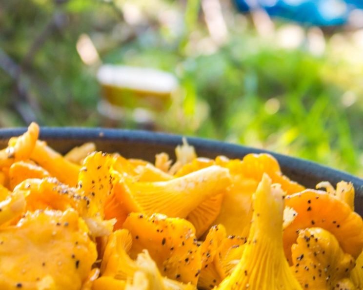 mushroom seasoned fried dish nature natural 