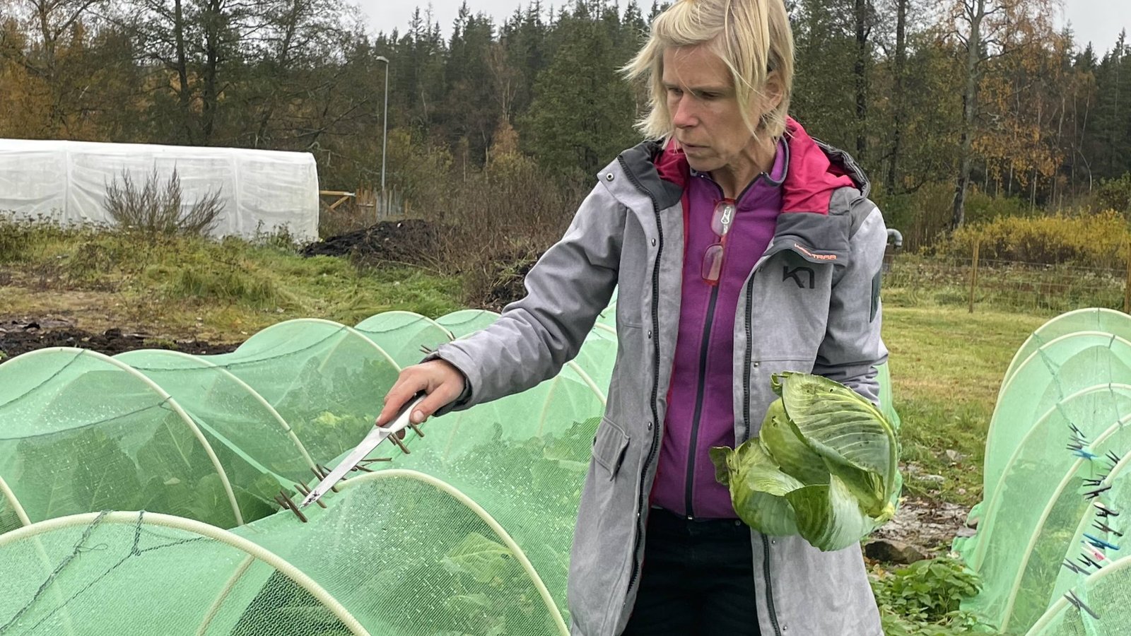 Allotment and community gardens Sweden